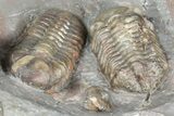Cluster Of Colorful Austerops Trilobites - Jorf Morocco #362873-5
